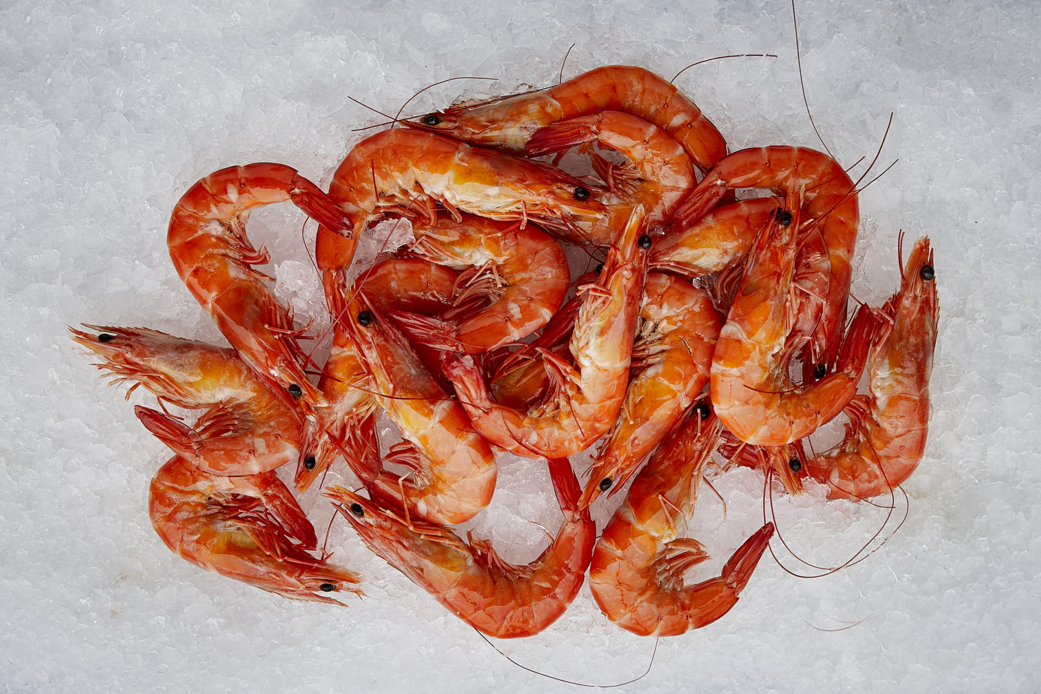 prawns-archives-sea-harvest